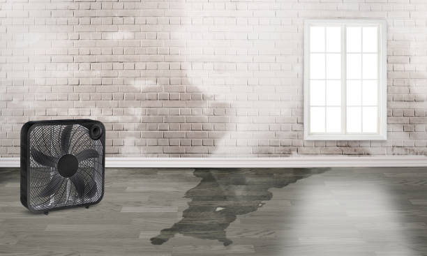Best Mold removal after water damage  in Milford, OH